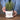 vaso per erbe aromatiche rosmarino simple day